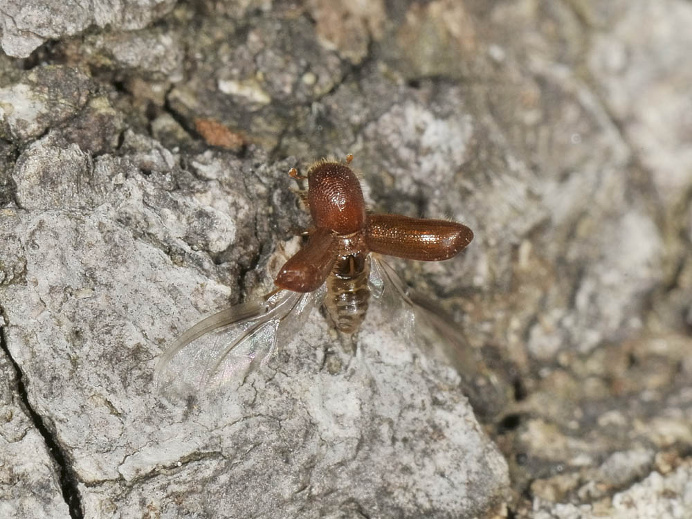 Xyleborus monographus (cf.) - Scolytidae